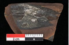 Foto (Detailansicht) von Pinus palaeostrobus Ettingshausen (NHMW-GEO-2024-0188-0194)